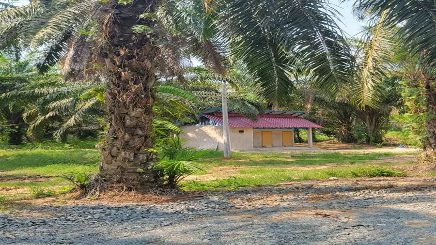 Beratap Sawit Campsite, Maran, Pahang