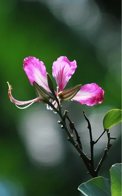 Taman Negeri Rompin Pahang, Pahang